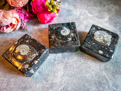 Ammonite Keepsake Box